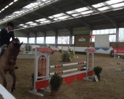jumper Starbucks 6 (Hanoverian, 2008, from Stakkato Gold)