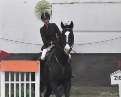Springpferd Excalibur 108 (Hannoveraner, 2006, von Espri)