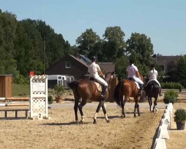 jumper Felicia 68 (Westphalian, 2006, from Fillis)
