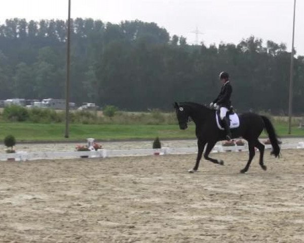 Dressurpferd Ravenna 384 (Westfale, 2009)