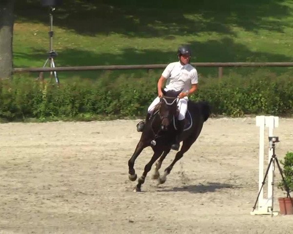 jumper Gigli van de Bogaarde (Belgian Warmblood, 1992, from Quickfeuer van Koekshof)