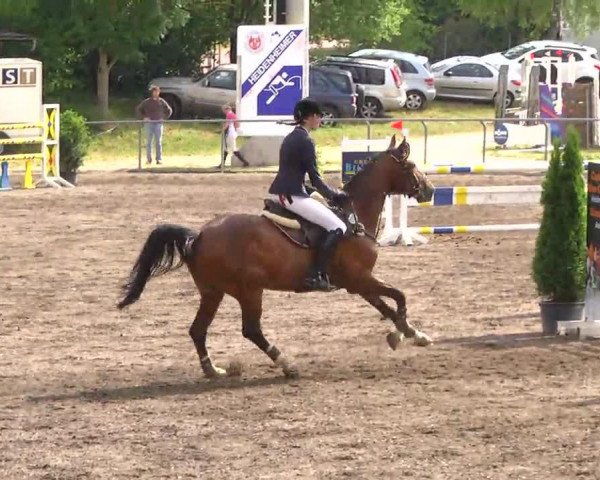 Springpferd Adriano G (Württemberger, 2008, von Amadehus)