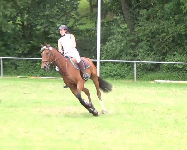 jumper Private Luck (Hanoverian, 2007, from Perigueux)