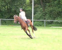 jumper Private Luck (Hanoverian, 2007, from Perigueux)