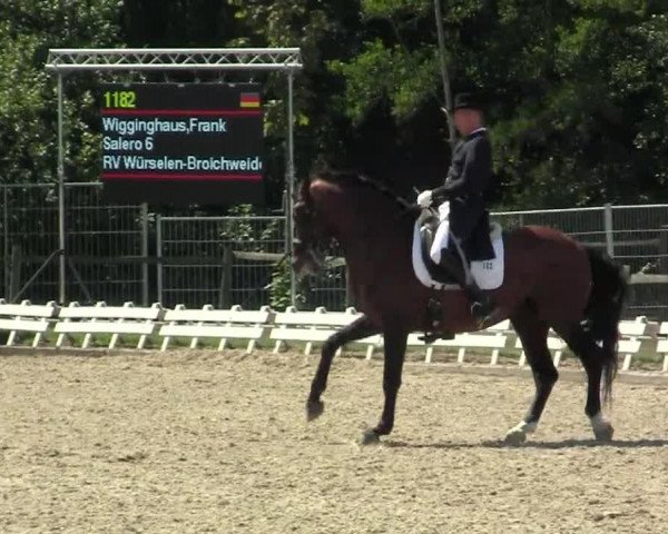 dressage horse Salero 6 (Lusitano, 1999, from Mississipe)