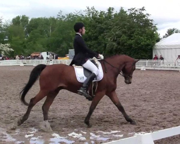 dressage horse Roncalli 131 (Polish Warmblood, 2003, from Las Minas)