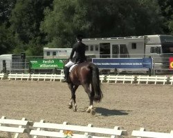 dressage horse Don Colleone 2 (Oldenburg, 2007, from Depardieu 11)