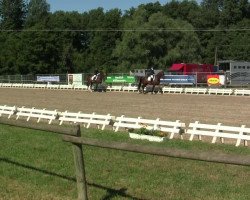 dressage horse Edelmann P (Rhinelander, 2007, from Ehrenpreis)