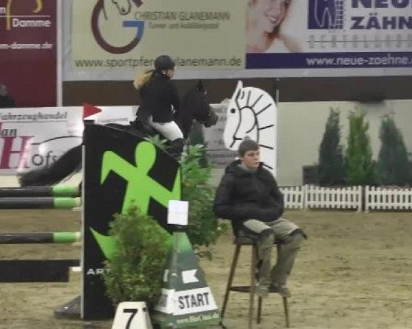 jumper Cattara (Oldenburg show jumper, 2007, from Alexis Z)