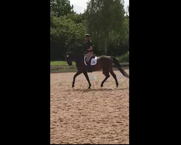 Video of Summer