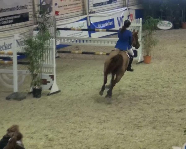 jumper Quick Lady 14 (Oldenburg, 2008, from Quicksilber)
