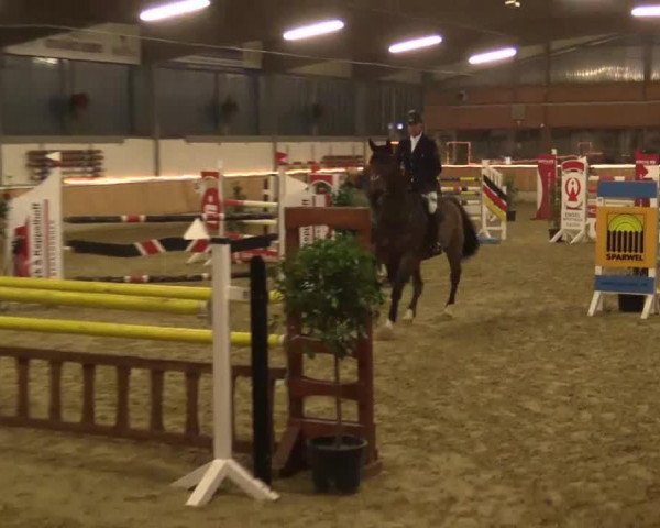 jumper Carrickboy 2 (Westphalian, 2007, from Cola 10)