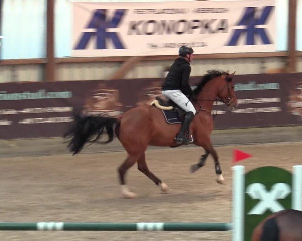 Reitturnier Negernbötel 2021, 9. Nordic Jumping event 2020/2021