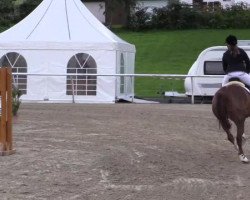 broodmare Daisy Gagga (Oldenburg, 2004, from Don Larino 171 FIN)