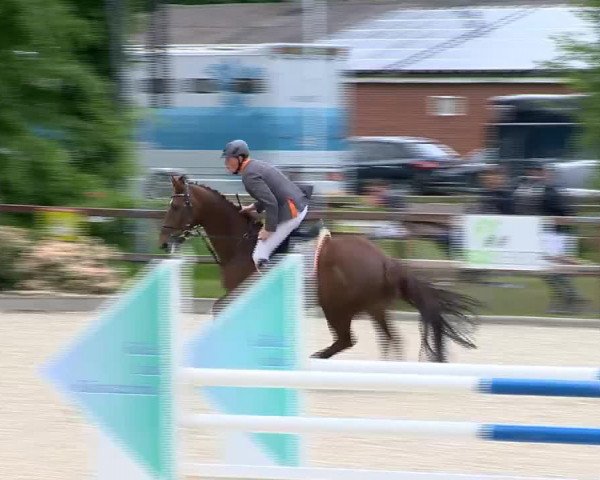 Springpferd Camaro 122 (KWPN (Niederländisches Warmblut), 2007, von Lord Z)