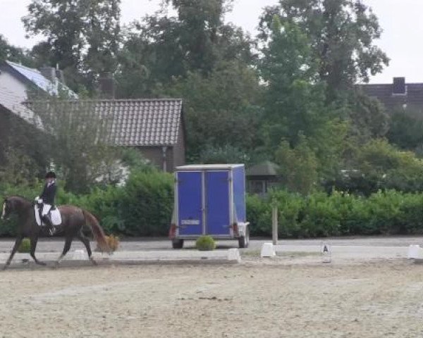 dressage horse Liz Taylor (Westphalian, 2007, from Lissabon 29)