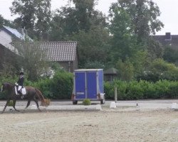 dressage horse Liz Taylor (Westphalian, 2007, from Lissabon 29)