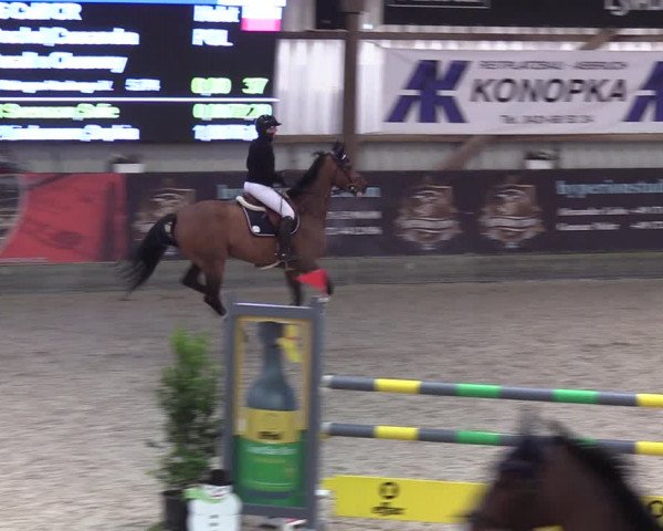 Reitturnier Negernbötel 2021, 9. Nordic Jumping event 2020/2021