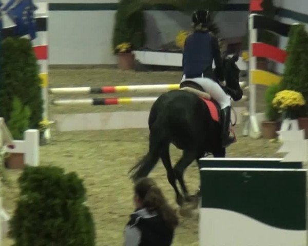 Zuchtstute Gilmore Girl F (Deutsches Reitpony, 2007, von Genesis B)