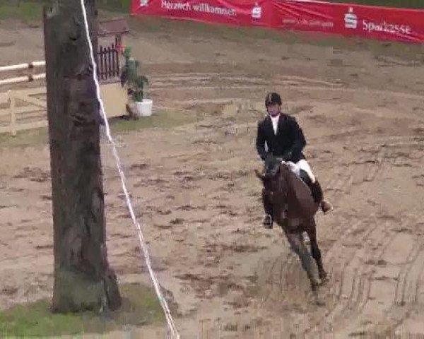 jumper Carlson 76 (German Sport Horse, 1991, from Chambertin)