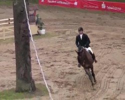 jumper Carlson 76 (German Sport Horse, 1991, from Chambertin)