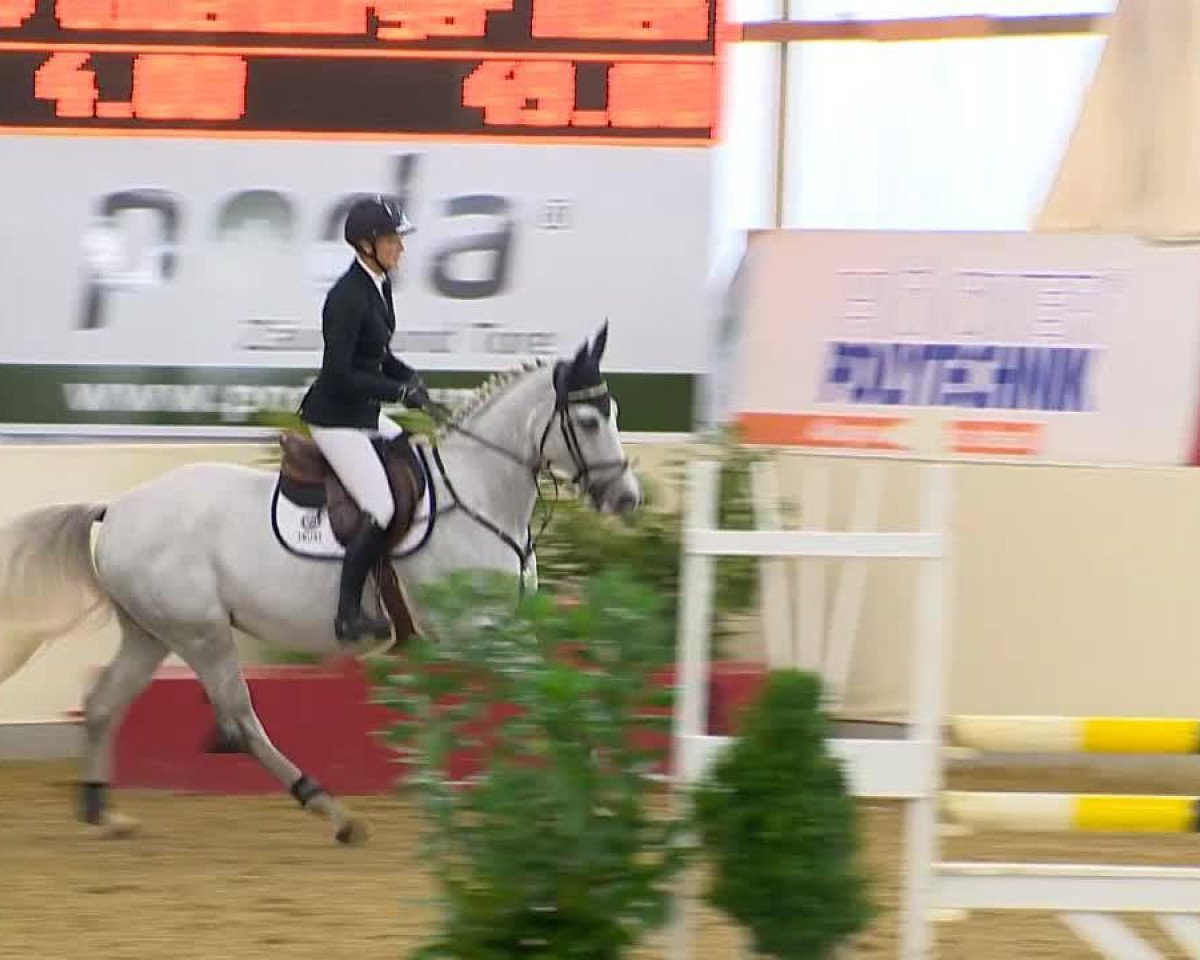 Springpferd Cassidy Z 2 (Zangersheide Reitpferd, 2007, von Cassinus)