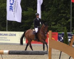 jumper Clinthaga (Oldenburg show jumper, 2007, from Clinton H)