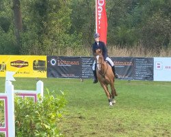 jumper Fairy-tale 6 (Hanoverian, 2006, from For Edition)