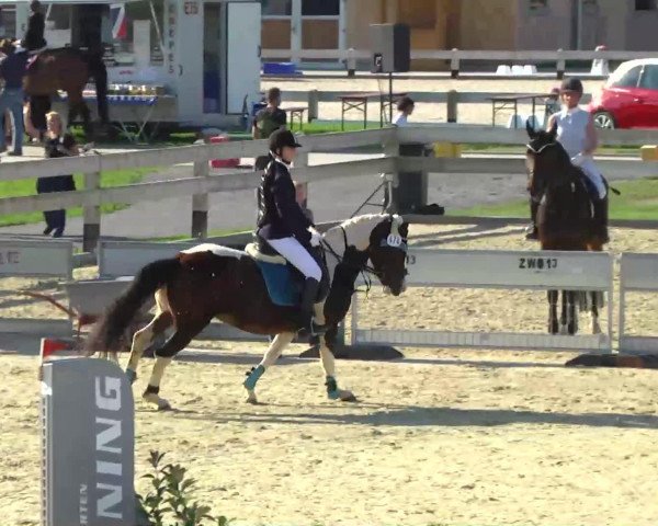 Dressurpferd Carisma 88 (Lewitzer, 2001, von Unbekannt Pony)