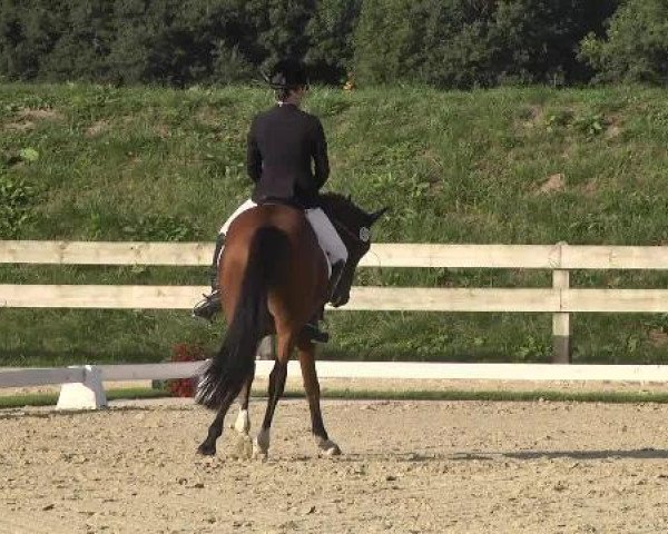 dressage horse Da Vinci 220 (German Riding Pony, 2006, from FS Don't Worry)