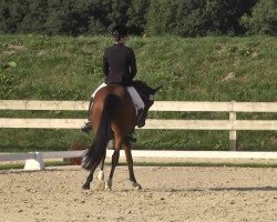 dressage horse Da Vinci 220 (German Riding Pony, 2006, from FS Don't Worry)