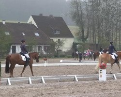 dressage horse Dundee 116 (German Riding Pony, 2006)