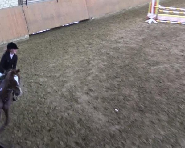 jumper Alles Nougat (German Riding Pony, 2006, from Askalon)
