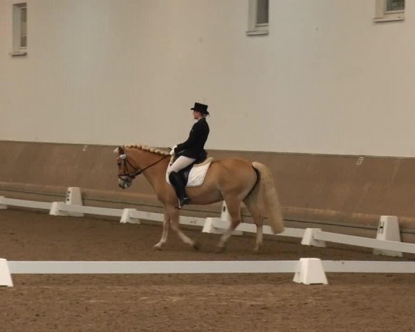 dressage horse Darina (4,69% ox) (Haflinger, 1997, from Naxan (6,25% ox))