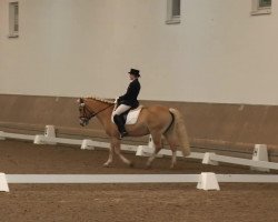 dressage horse Darina (4,69% ox) (Haflinger, 1997, from Naxan (6,25% ox))