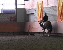 Dressurpferd Do it 26 (Westfale, 2007, von Damon Hill)