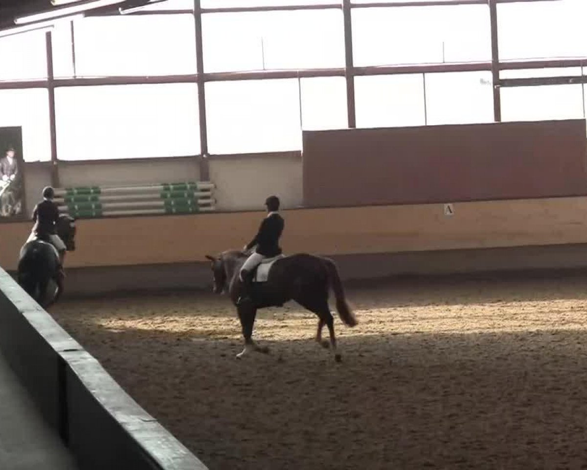 dressage horse San Diego (Hanoverian, 2009, from San Amour I)
