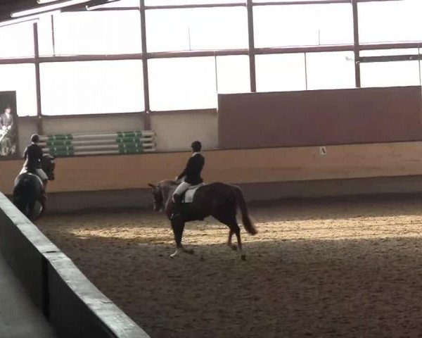 dressage horse San Diego (Hanoverian, 2009, from San Amour I)