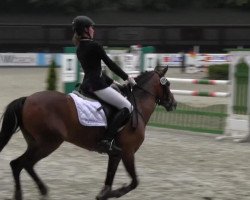 Springpferd Delia 109 (Deutsches Reitpony, 2007, von Halifax)