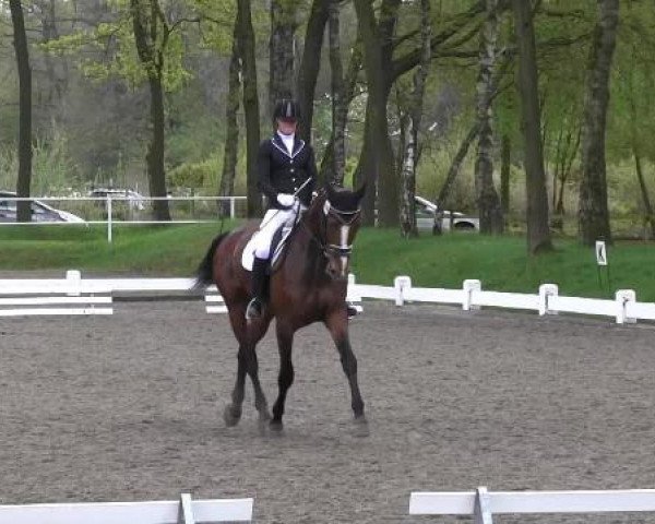 broodmare Lissi 123 (Westphalian, 2006, from Lissabon 29)