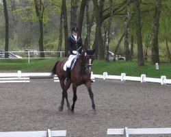 broodmare Lissi 123 (Westphalian, 2006, from Lissabon 29)