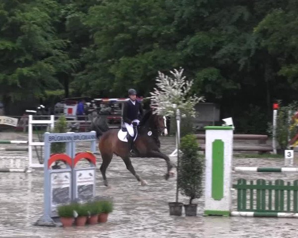 Springpferd Living 2 (Oldenburger Springpferd, 2006, von Lord Pezi)