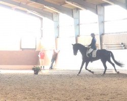 dressage horse Snap-Shot (Westphalian, 2007, from Show Star)