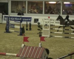 jumper Ecreto B (Belgian Warmblood, 2004)