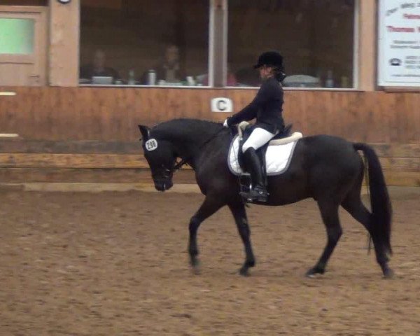 dressage horse Wallenstein 170 (German Riding Pony, 2007, from Holsteins Wellness)
