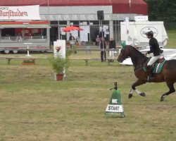 Cavallo da salto Carbral (Holsteiner, 2007, di Cardenio)