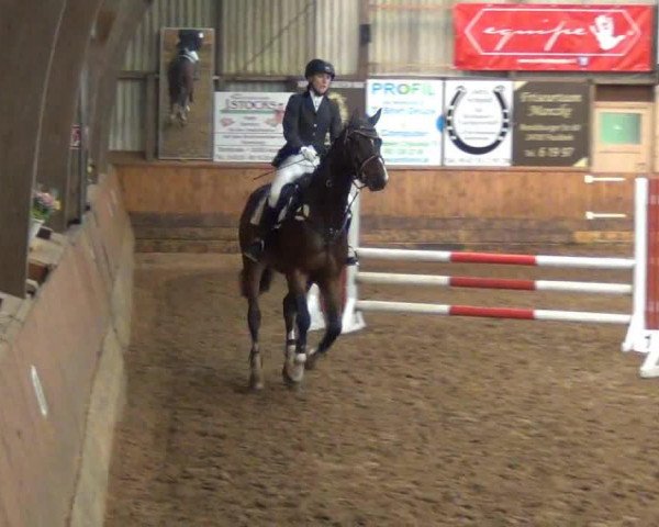 dressage horse Graf Grandero 2 (Hanoverian, 2007, from Graf Top)