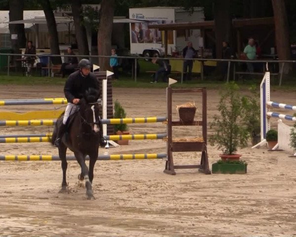 Springpferd Could be destiny (Westfale, 2007, von Christiano)