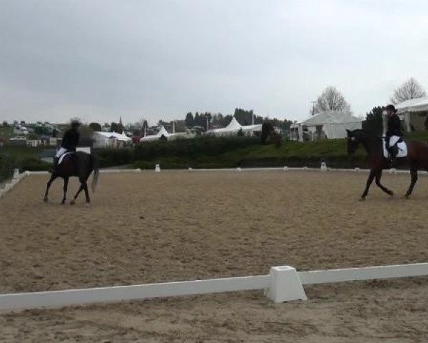 Dressurpferd Lambada 227 (Westfale, 2008, von Let de Lember)