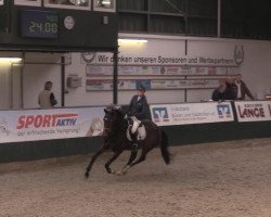 broodmare For Sani (Westphalian, 2008, from For Pleasure)